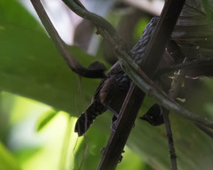 Cantorchilus thoracicus