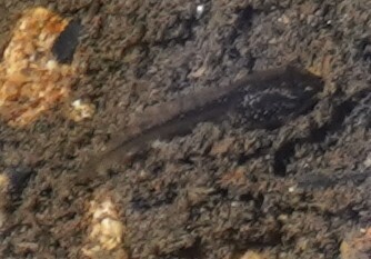 American Bullfrog observed by srall