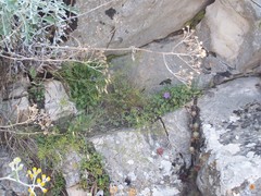 Campanula macrorhiza