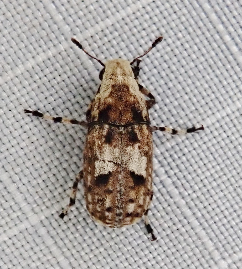 Marbled Fungus Weevil