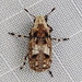 Marbled Fungus Weevil - Photo (c) Paul Bedell, some rights reserved (CC BY-SA), uploaded by Paul Bedell