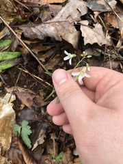 Cardamine angustata