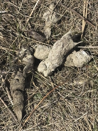 Coyote observed by lissa_d