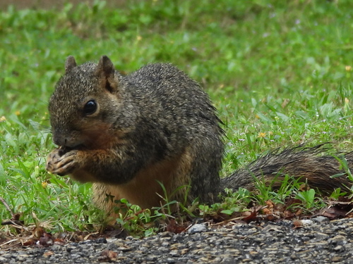 Eastern Fox Squirrel observed by sambiology