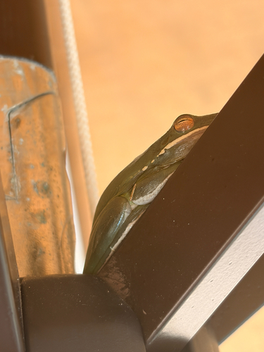 Green Treefrog observed by laurar414