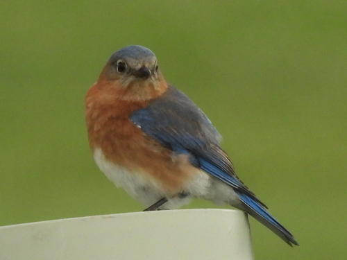 Eastern Bluebird observed by sambiology