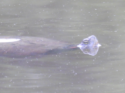 Red-eared Slider observed by sambiology