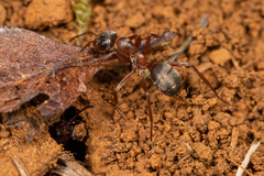 Formica cunicularia