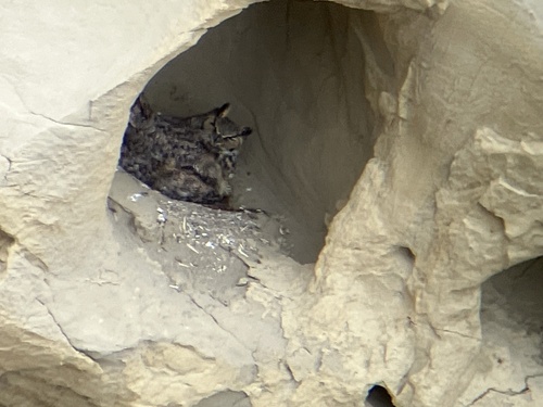 Great Horned Owl observed by graecefrog