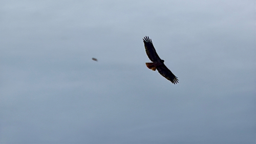 iNaturalist observation photo of Red-tailed Hawk