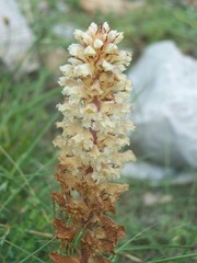 Orobanche amethystea