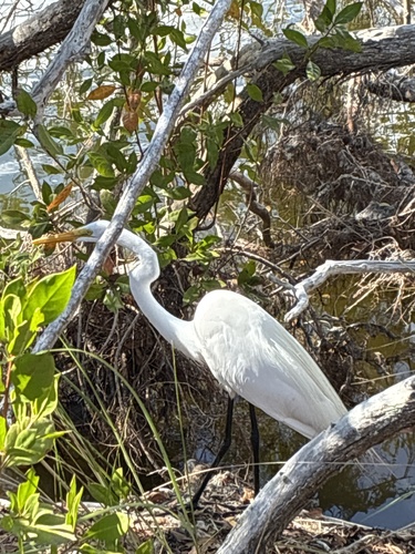 Great Egret observed by erin7429