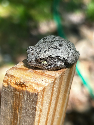 Cope's Gray Tree Frog observed by quierrat