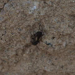 Microlestes plagiatus
