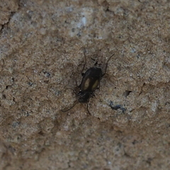Microlestes plagiatus