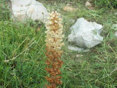 Orobanche amethystea