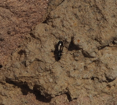 Microlestes plagiatus
