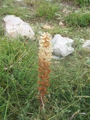 Orobanche amethystea