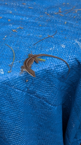 Green Anole observed by jarispe