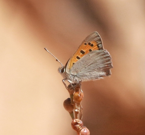 Small Copper