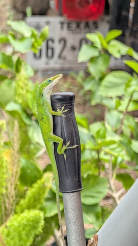Green Anole observed by jarispe