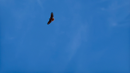 iNaturalist observation photo of Red-tailed Hawk