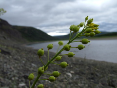 Rorippa barbareifolia