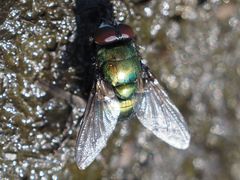 Neomyia viridescens