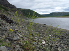 Rorippa barbareifolia