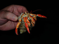 Coenobita perlatus
