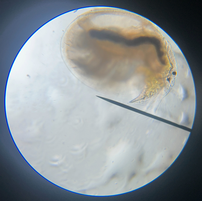 common lynceus