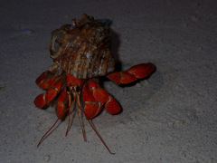 Coenobita perlatus