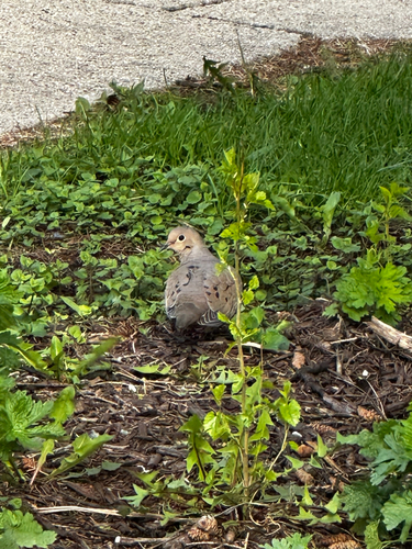 Mourning Dove observed by reidyodero7