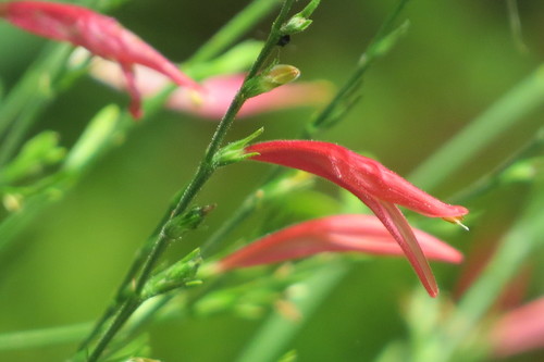 Dicliptera image