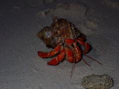 Coenobita perlatus