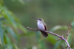 Elliotomyia viridicauda