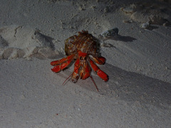 Coenobita perlatus