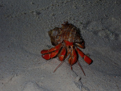 Coenobita perlatus