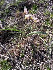 Tulipa biflora