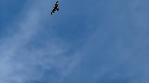 iNaturalist observation photo of Red-tailed Hawk