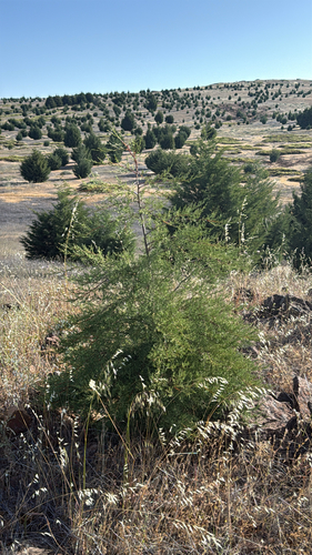 Cupressus guadalupensis observed 2026-04-18