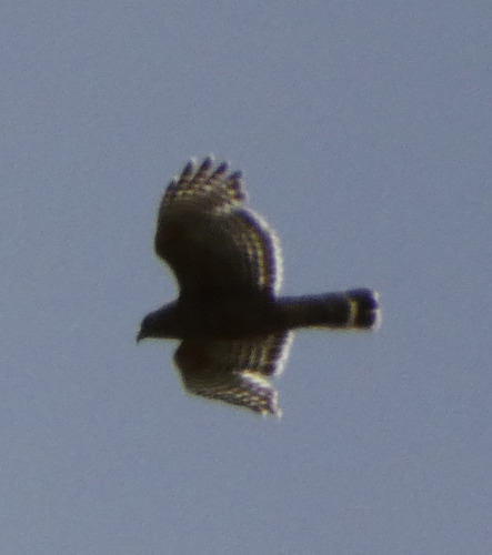 Red-shouldered Hawk observed by greyfin