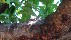 Sceloporus