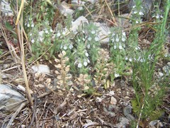 Sideritis romana