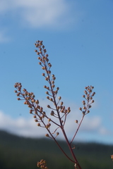 Rorippa barbareifolia