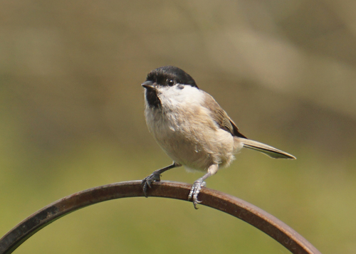 Carbonero palustre (Poecile palustris)