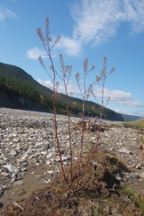 Rorippa barbareifolia