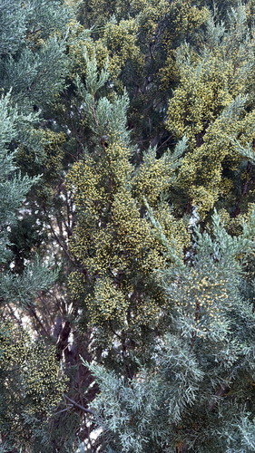 Cupressus guadalupensis observed 2026-04-18