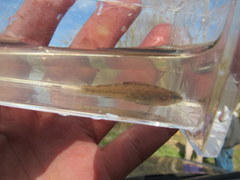 Etheostoma spectabile