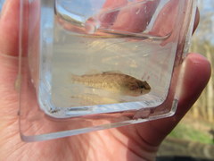 Etheostoma spectabile